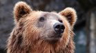 Две мечки нападнаха палатка с туристи край София: Издадоха предупреждение за опасност