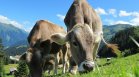 Ваксина може да намали емисиите на метан от селскостопанските животни