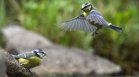 Унищожаваме, но не възстановяваме: Близо 50% от видовете птици в света намаляват
