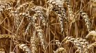 Пшеницата поевтиня след подновяването на споразумението с Украйна