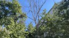 Опасност от падане на изсъхнало дърво на столичен булевард