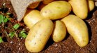 Климатичните промени влошават цените на картофите