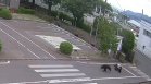 Мечка напада работници в Япония, четирима души са пострадали (ВИДЕО)