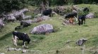 Необитаем остров с подивели говеда разкри хилядолетна викингска църква