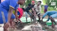 Любители рибари случайно уловиха гигантски 4 метров скат тежащ 180 килограма