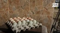 Кокошки в ловешко село снасят зелени яйца Новината бързо обиколи