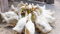 БАБХ откри огнище на птичи грип в Пловдивско