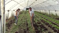 Маслини край Хисаря: Успешен експеримент показва как климатът променя земеделието