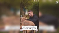 Приютът "Кучешки сърца" се превърна в сензация заради Майло на Феран Торес