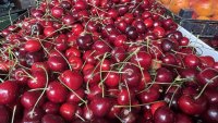 До 6 евро за килограм български череши по пазарите, засега продават гръцки (ВИДЕО)