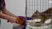 Ветеринар спаси малко лисиче във Велико Търново