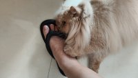 Защо продължителното носене на джапанки у дома може да навреди на здравето?