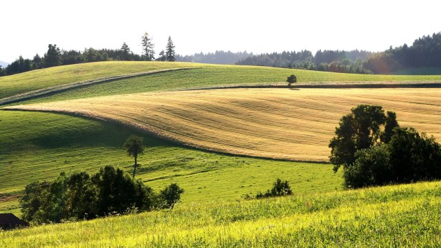 Безкрайни полета, огромни фирми, богати барони - чешкото селско стопанство