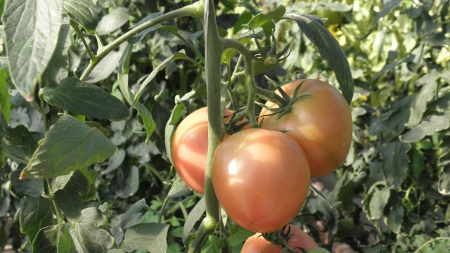80 90 от оранжериите в България не са засадени