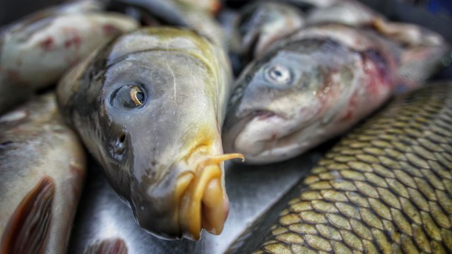 Рибата е един от най-здравословните източници на протеин и полезни
