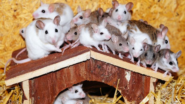 Невиждана популация на мишки блокира части от Япония. Явлението се