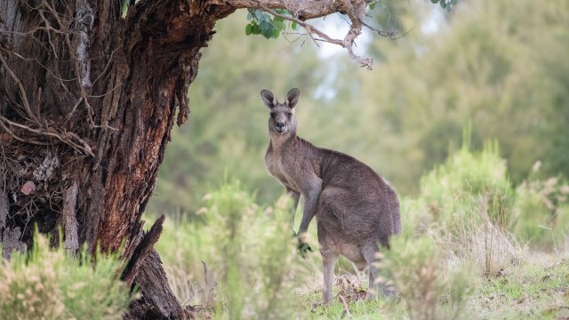 Австралиец почина, след като бе атакуван от кенгуру, което държал