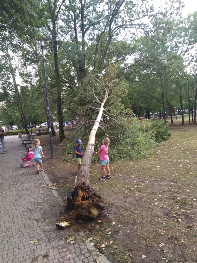 паднало дърво в парк в София